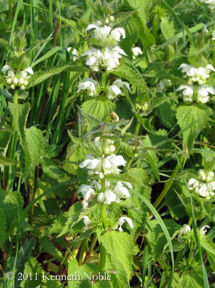 white dead-nettle ex IMG_3695 _800_.JPG